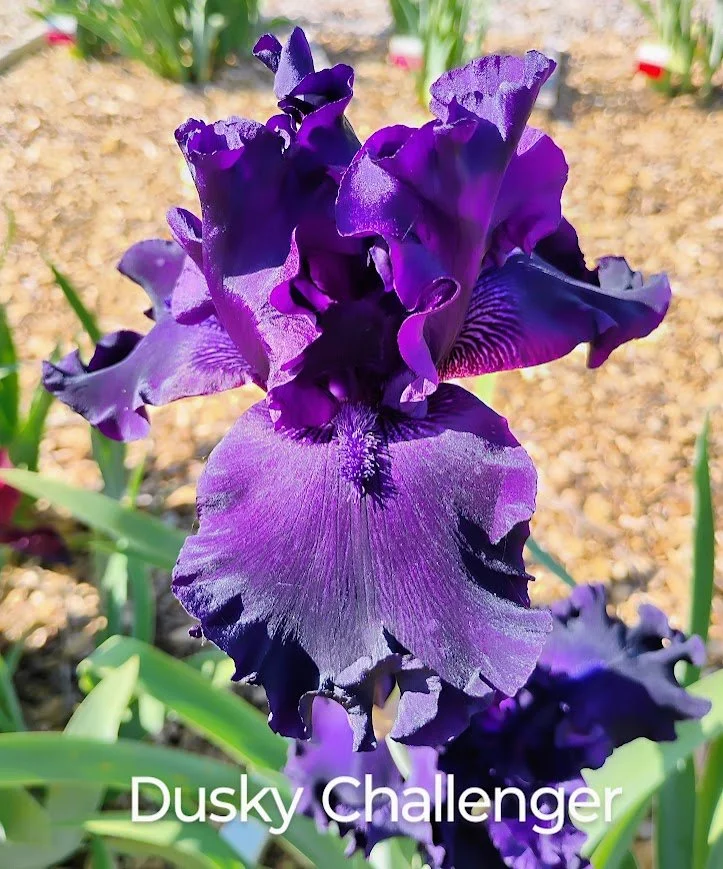 Dusty Challenger (Rebloomer)  American Dykes Medal 1992