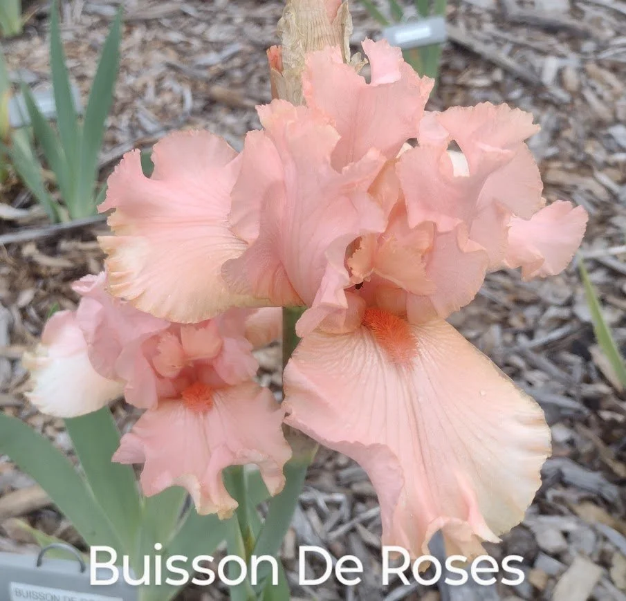 Buisson De Roses