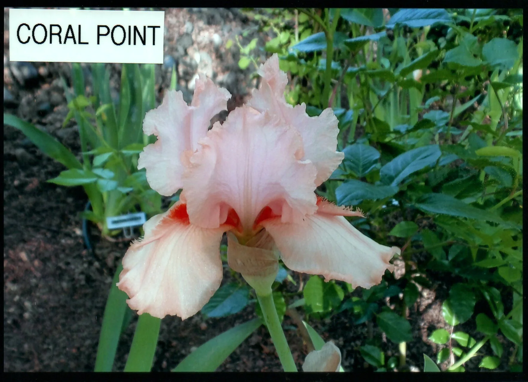 Coral Point