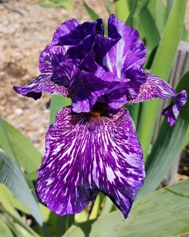 Fantasm+%282%29.jpg