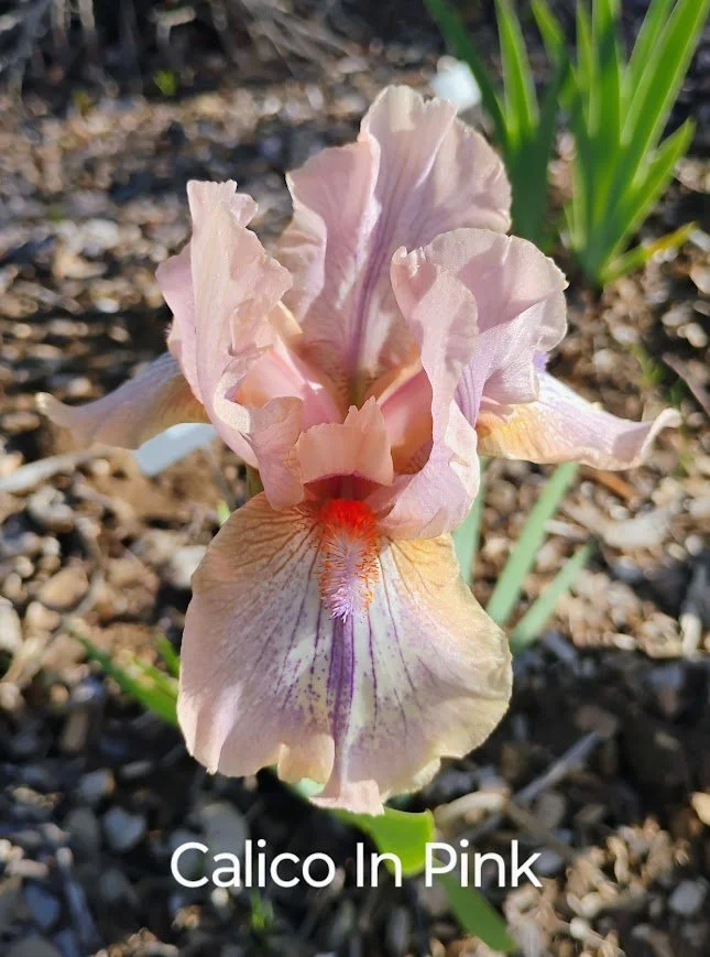 Calico In Pink (BB)