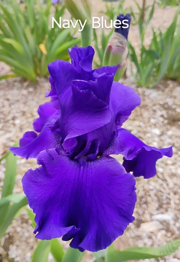 Navy Blues (Rebloomer)