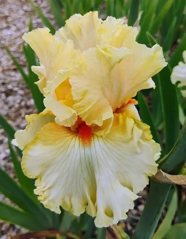 Citrus+Medley+%282%29.jpg