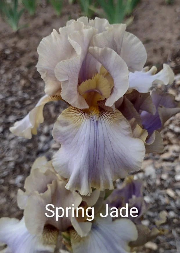 Spring Jade (Rebloom)