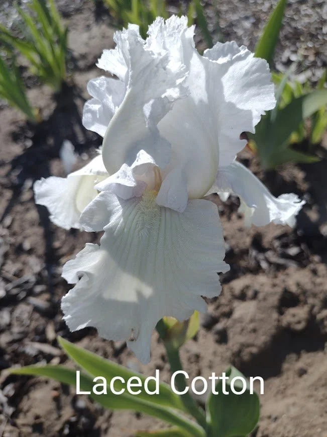 Laced Cotton (Rebloom)