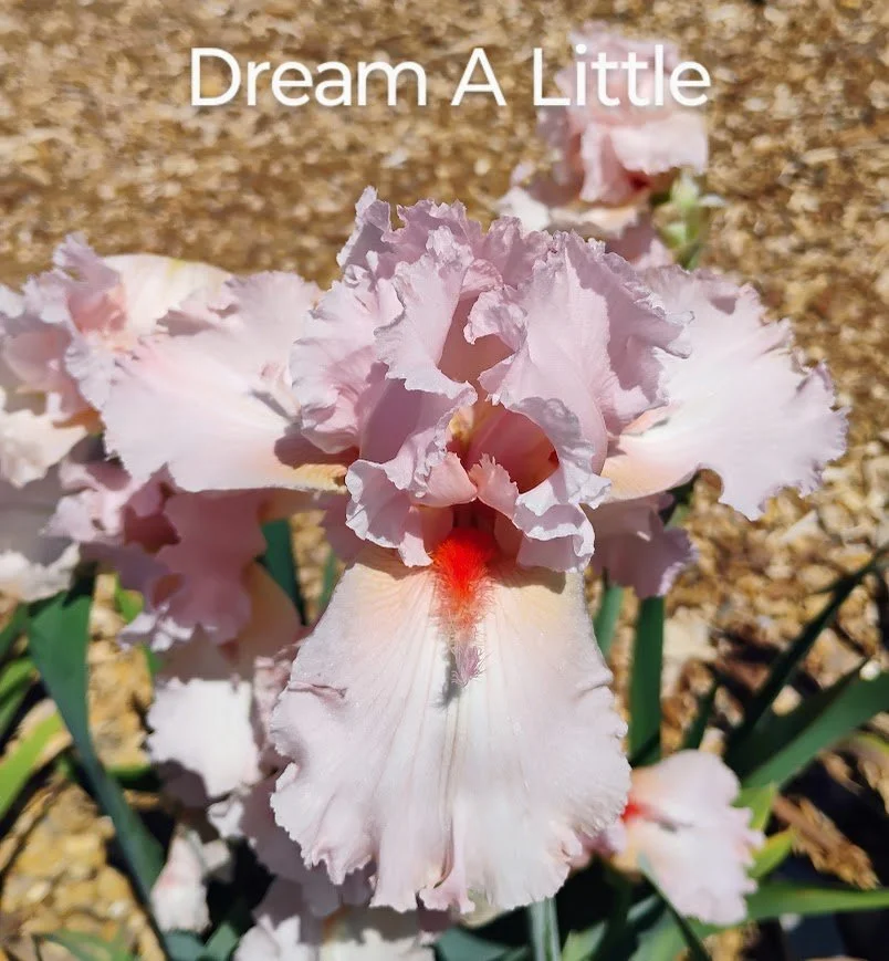 Dream A Little (Horns)