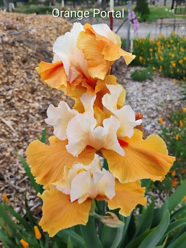 Orange Portal (Rebloomer)