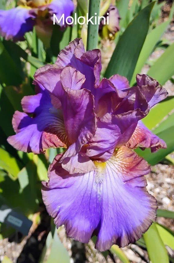 Molokini (Rebloomer)