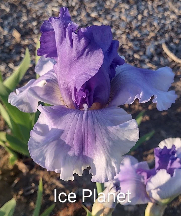 Ice Planet (Rebloomer)
