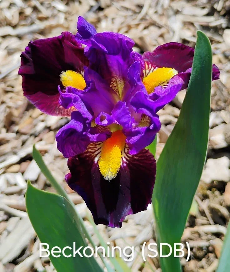 Beckoning (SDB)