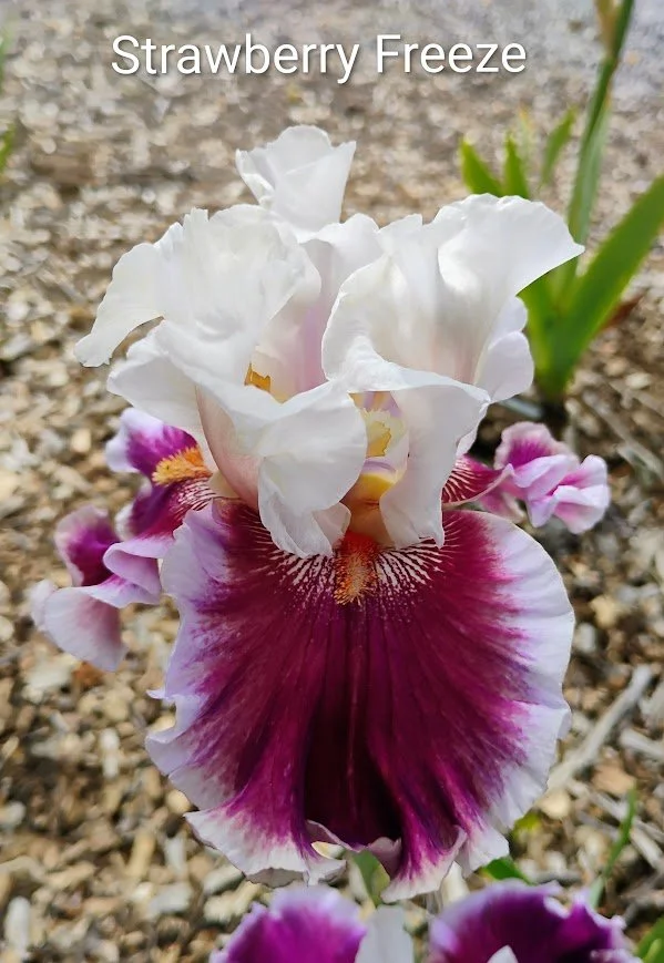 Strawberry Freeze (Rebloom)