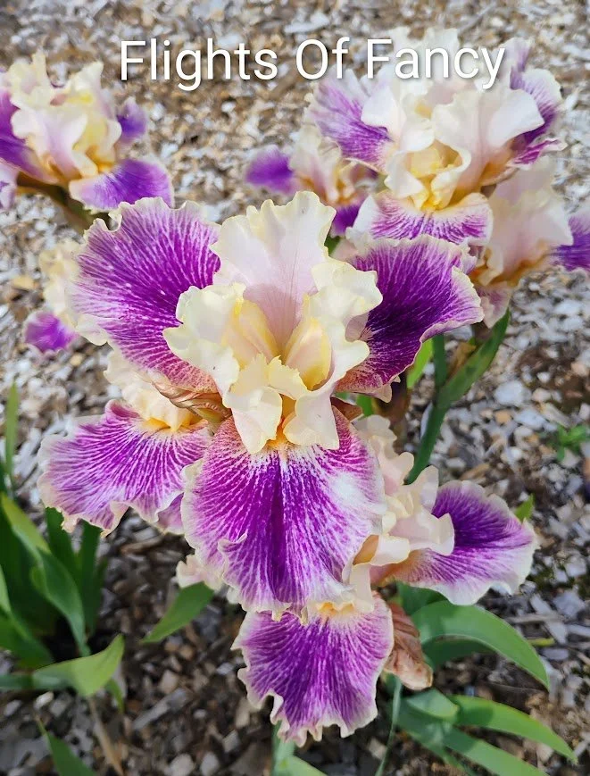 Flights Of Fancy (Rebloomer)