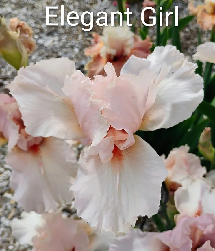 Elegant Girl (Space Age)