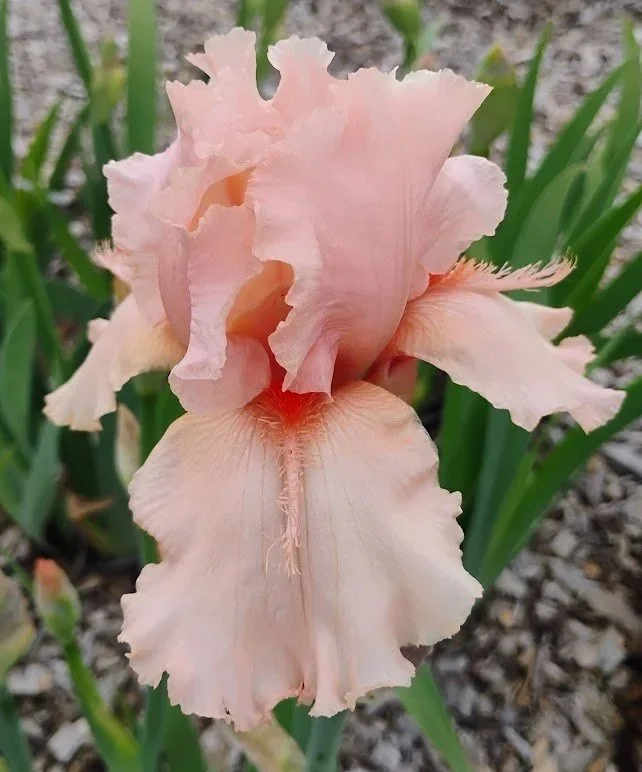 Coral+Point.jpg