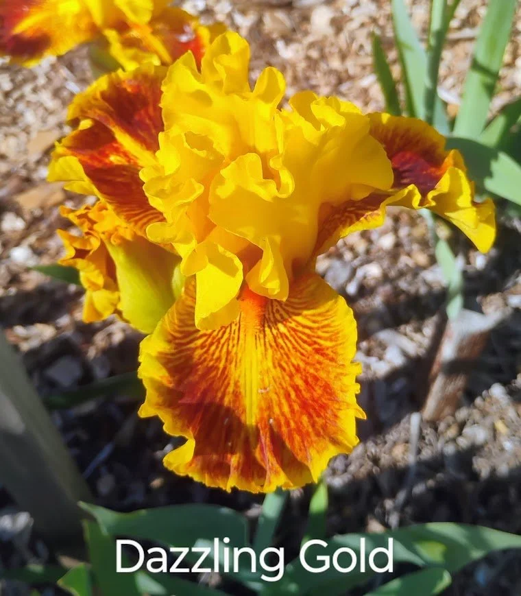 Dazzling Gold (Rebloomer)