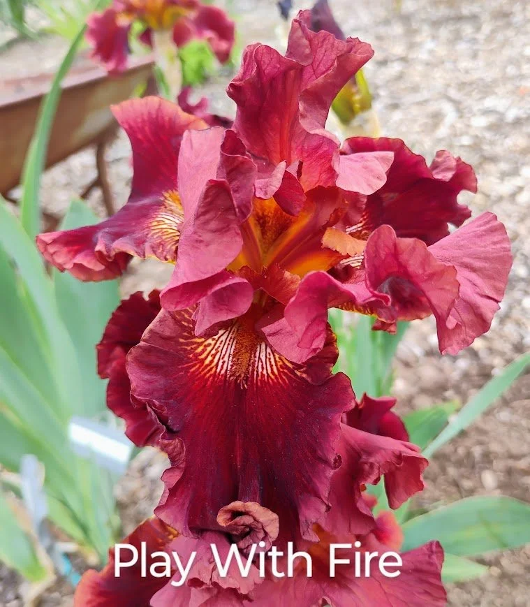 Play With Fire