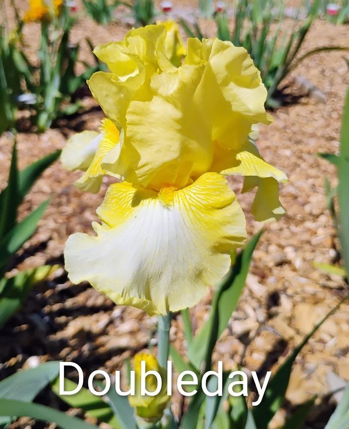 Doubleday (Rebloomer)
