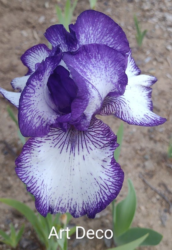 Art Deco (Rebloom)