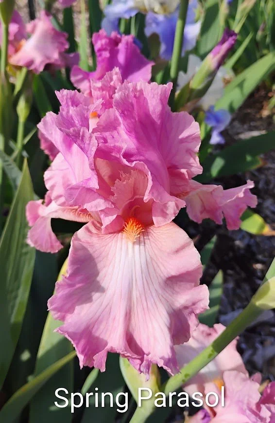 Spring Parasol