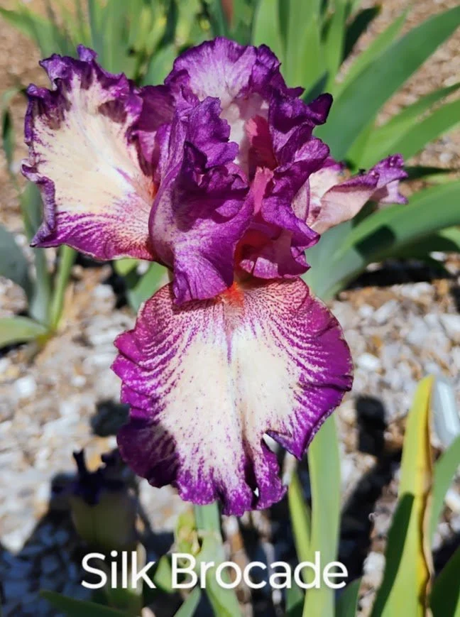 Silk Brocade