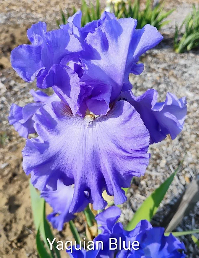 Yaquina Blue (Rebloom) (American Dykes Medal 2001)