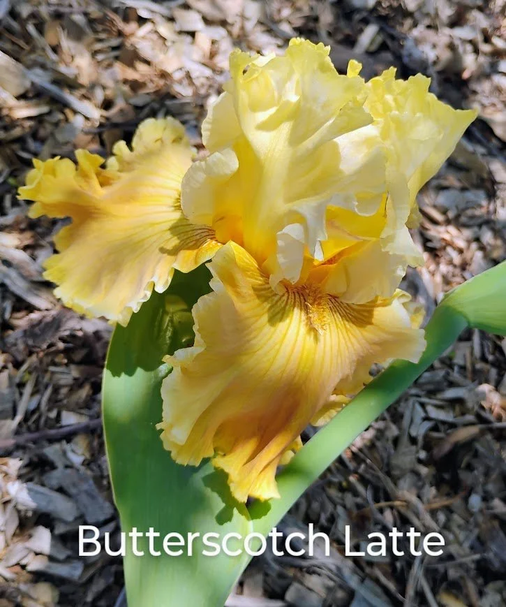 Butterscotch Latte'