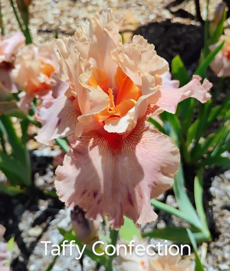 Taffy Confection (Broken Pattern)