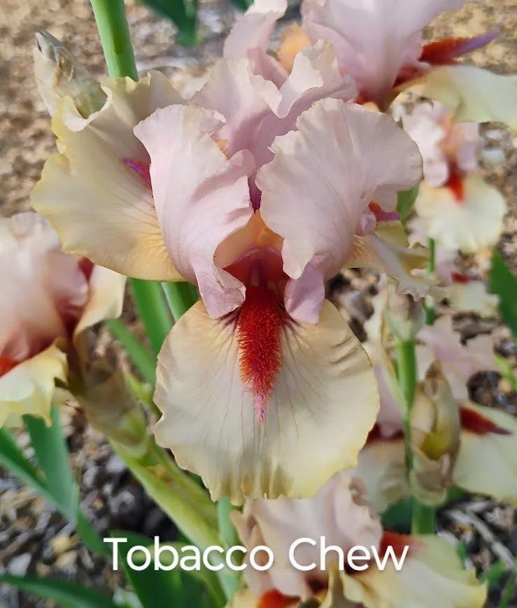 Tobacco Chew