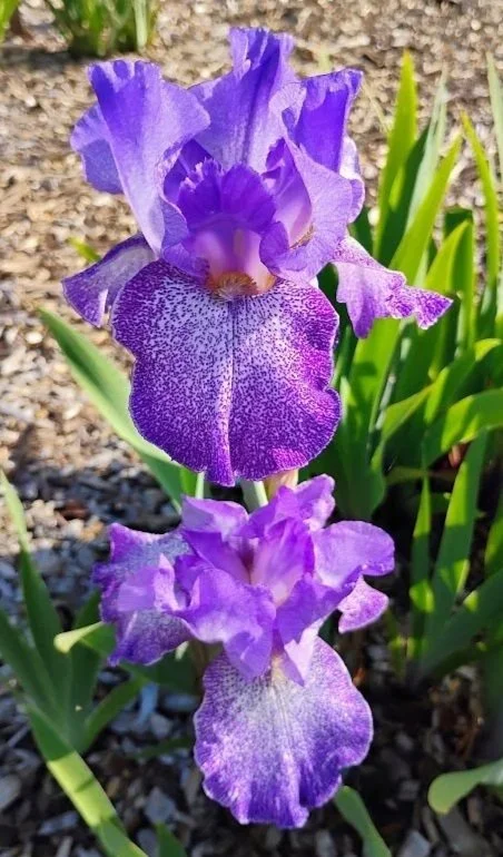 Purple+Pepper+%283%29.jpg