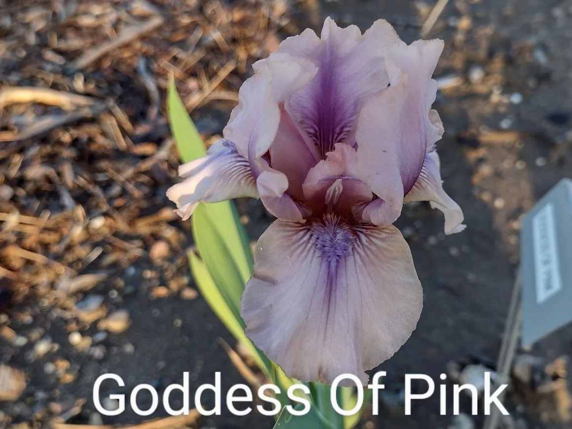 Goddess Of Pink (IB)