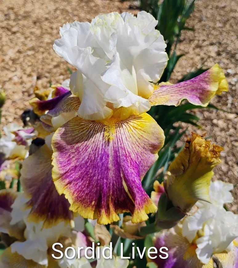 Sordid Lives