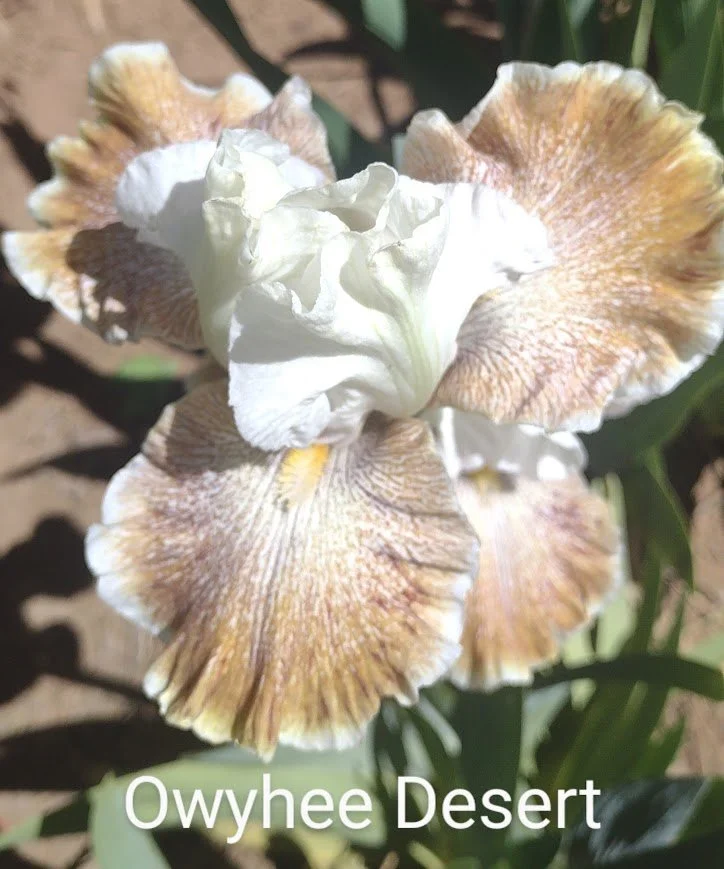 Owyhee Desert
