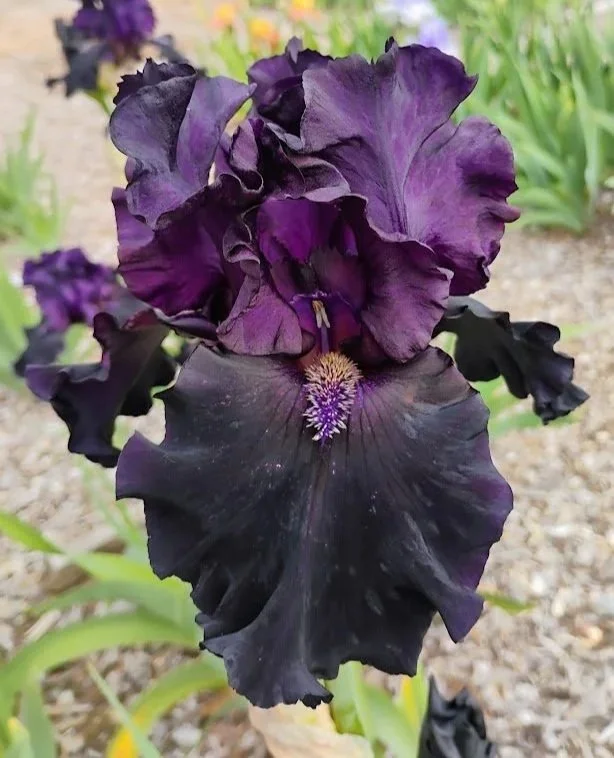 Black+Phantom+%282%29.jpg