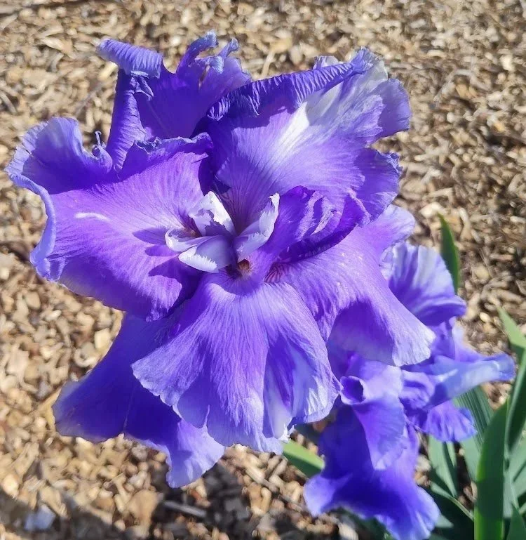 Unfurled+Flag+%28Novelty%29.jpg