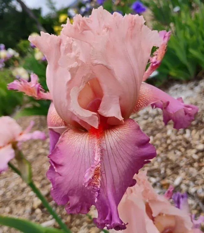 Petal+Pushers.jpg