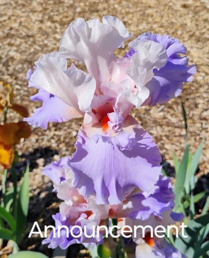 Announcement (Rebloom)