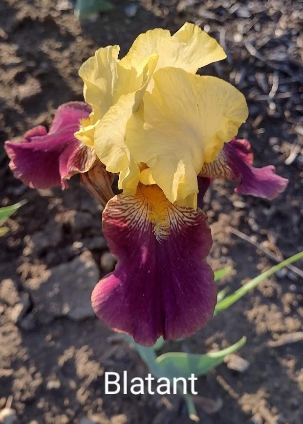 Blatant (Rebloom)