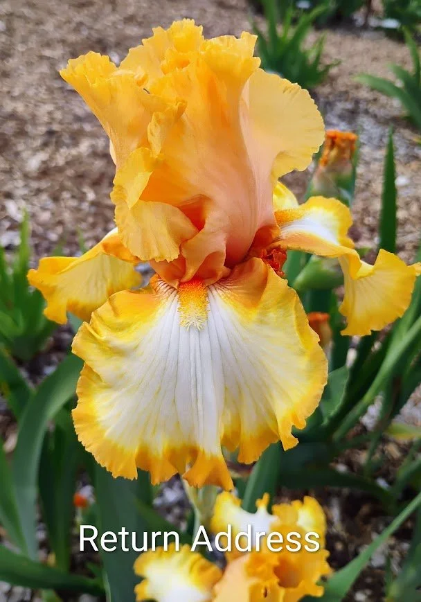 Return Address (Rebloom)