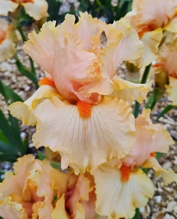 Tangerine+Dream.jpg