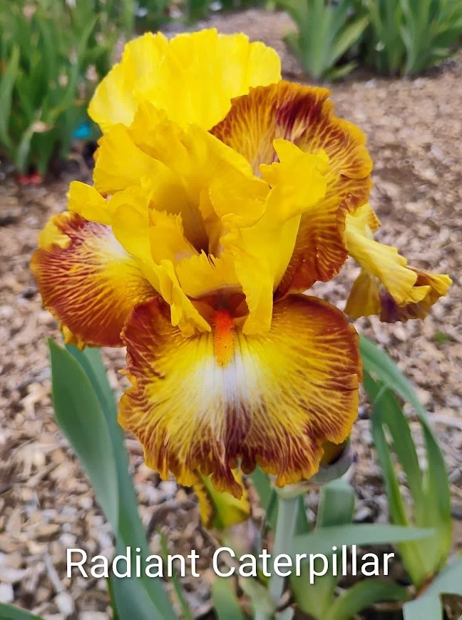 Radiant Caterpillar