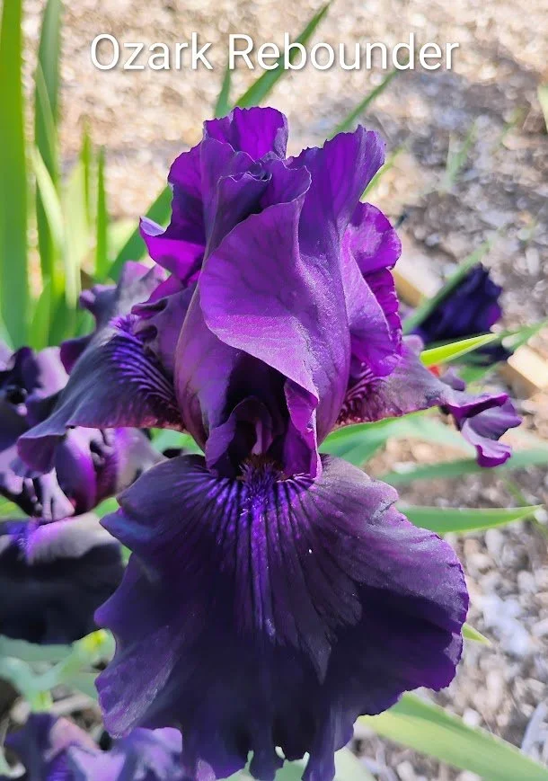 Ozark Rebounder (Rebloom)