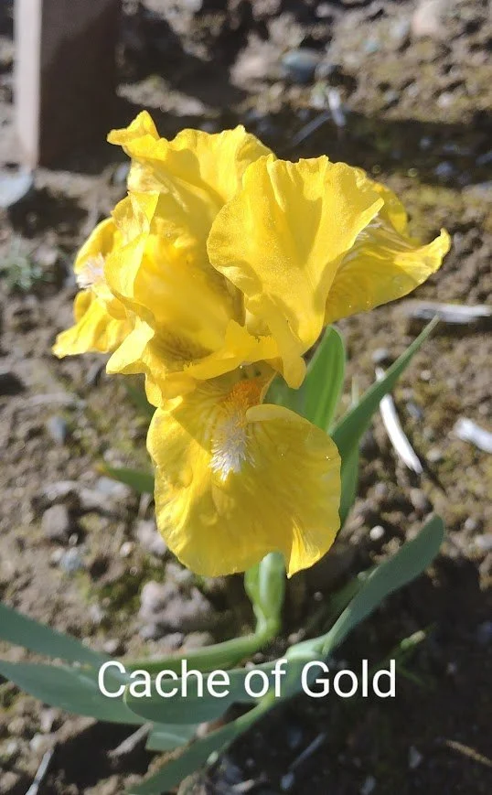 Cache of Gold (SDB)