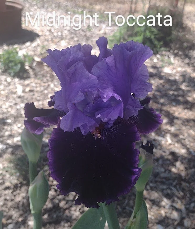 Midnight Toccata (Rebloomer)