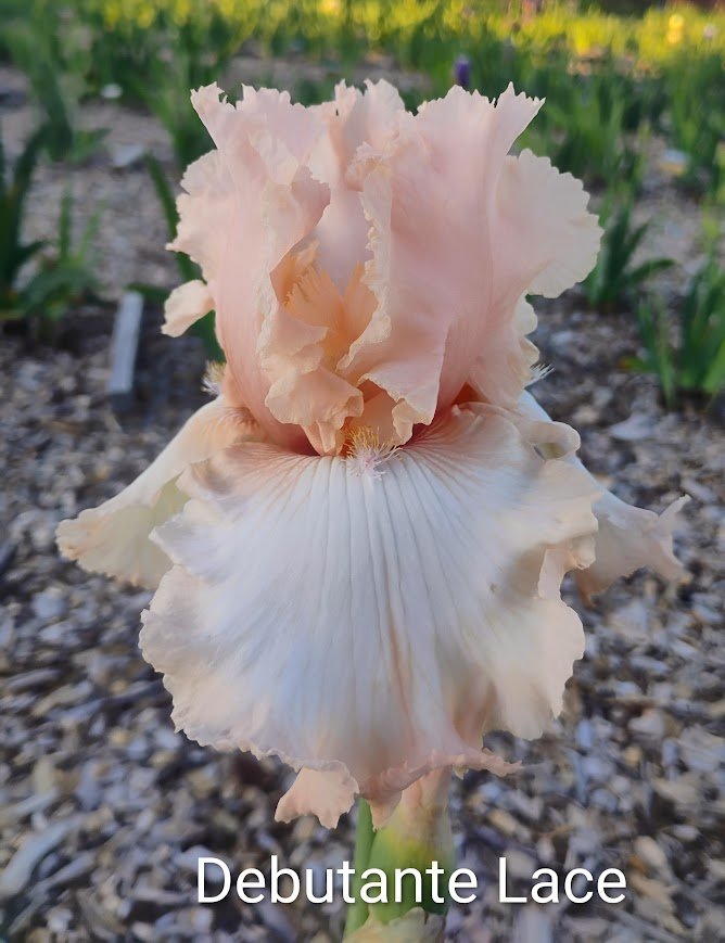Debutante's Lace (Rebloomer)