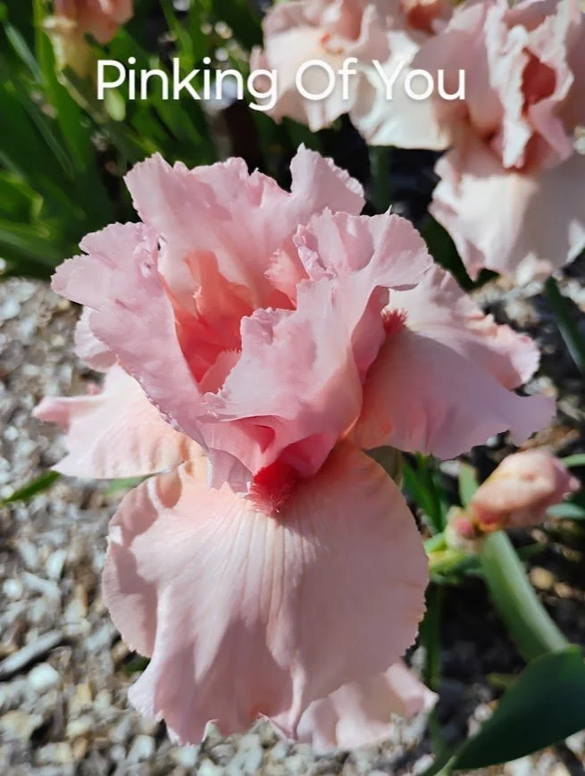 Pinking Of You