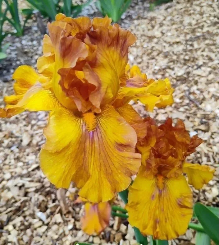 Spice%2BTrader%2B%2528Rebloomer%2529.jpg