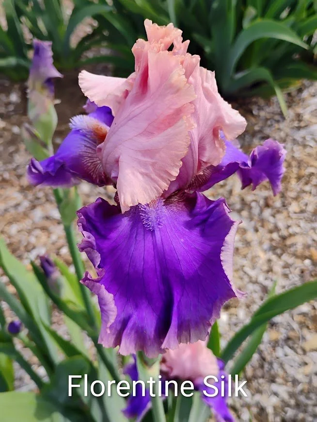 Florentine Silk (Rebloomer) (American Dykes Medal 2012