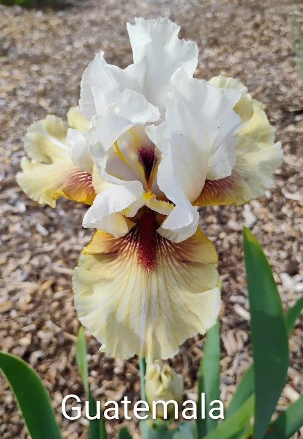 Guatemala (Rebloomer)