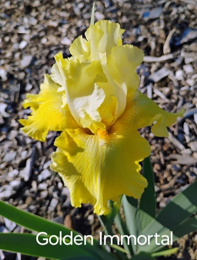 Golden Immortal (Rebloomer)