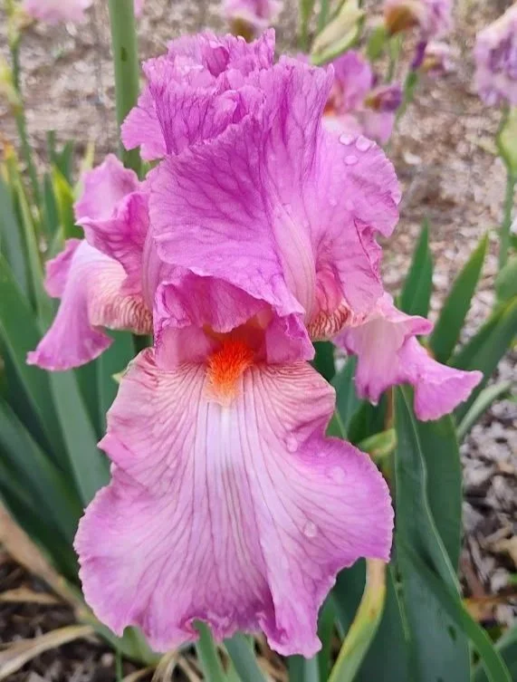 Spring+Parasol.jpg